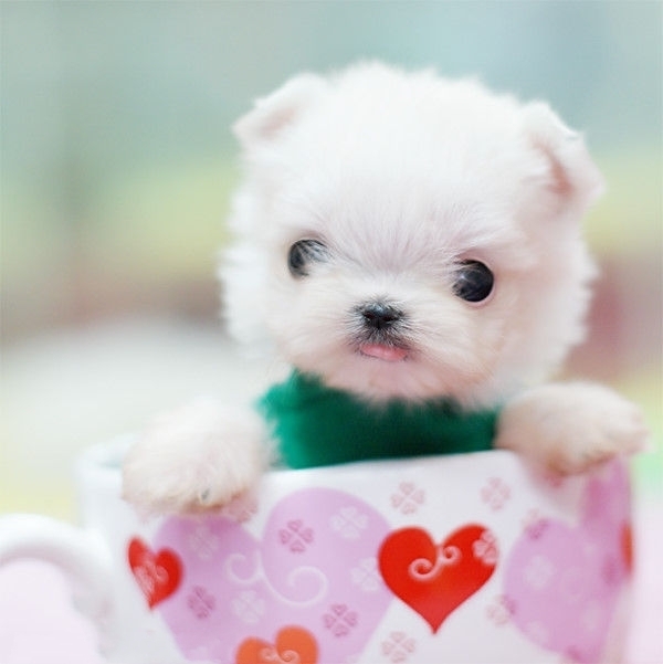 最萌茶杯狗