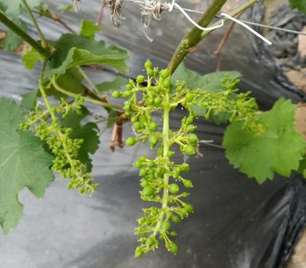 葡萄开花前打什么药能提高坐果率?