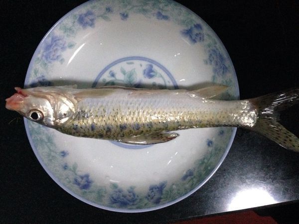 【鱼骨】) 鲤科,  鮨亚科,  【鱼骨】属   鱼类,俗称  花吉勾,吉勾鱼