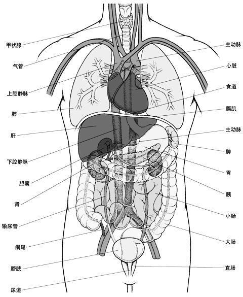 人的胃在哪里身体图片