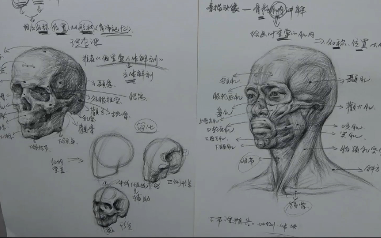 [图]素描头像深度解剖头部结构课程