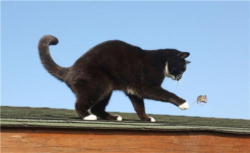 老鼠和马的尾巴是什么样子的