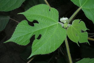 苟树的叶子是什么样子