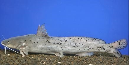 不叫西江鱼,那应该是西江魽鱼,学名斑鳠,是西江的名产江鲜.