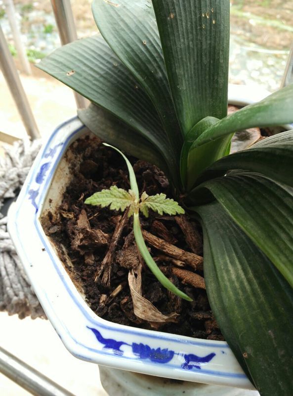 请问这是什马草?谢谢