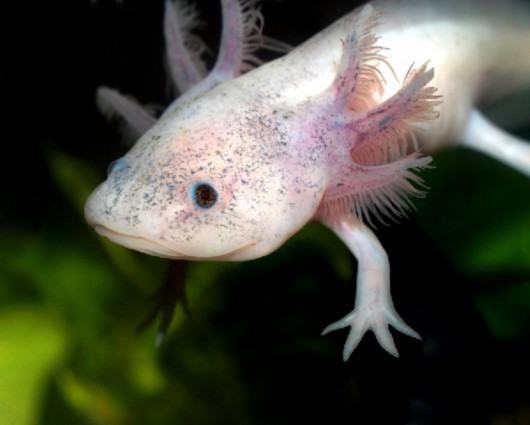 蝾螈是什么动物