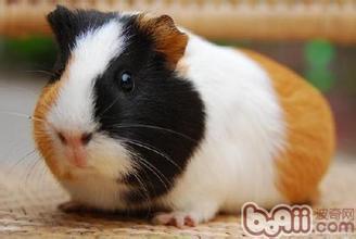 哪种动物和兔子的外形相似