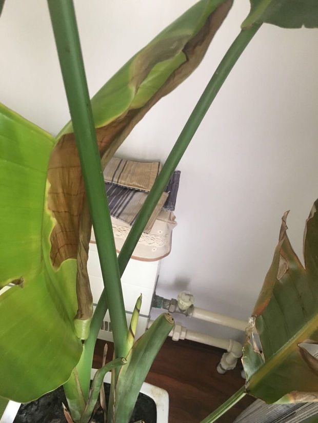 天堂鸟叶子干枯卷边,不抽新枝.是怎么了?放在朝阳的客厅,并没有暴晒.