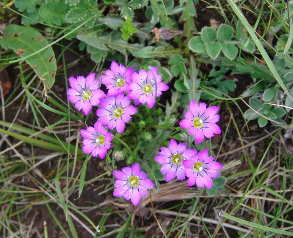 求救下列植物名称,谢谢!