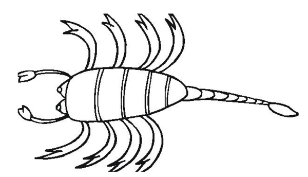 蠍子簡筆畫圖片無色彩蠍子圖片簡筆畫