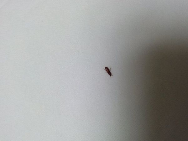 家里的北卧室床下有很多这样的小虫子。哪位好