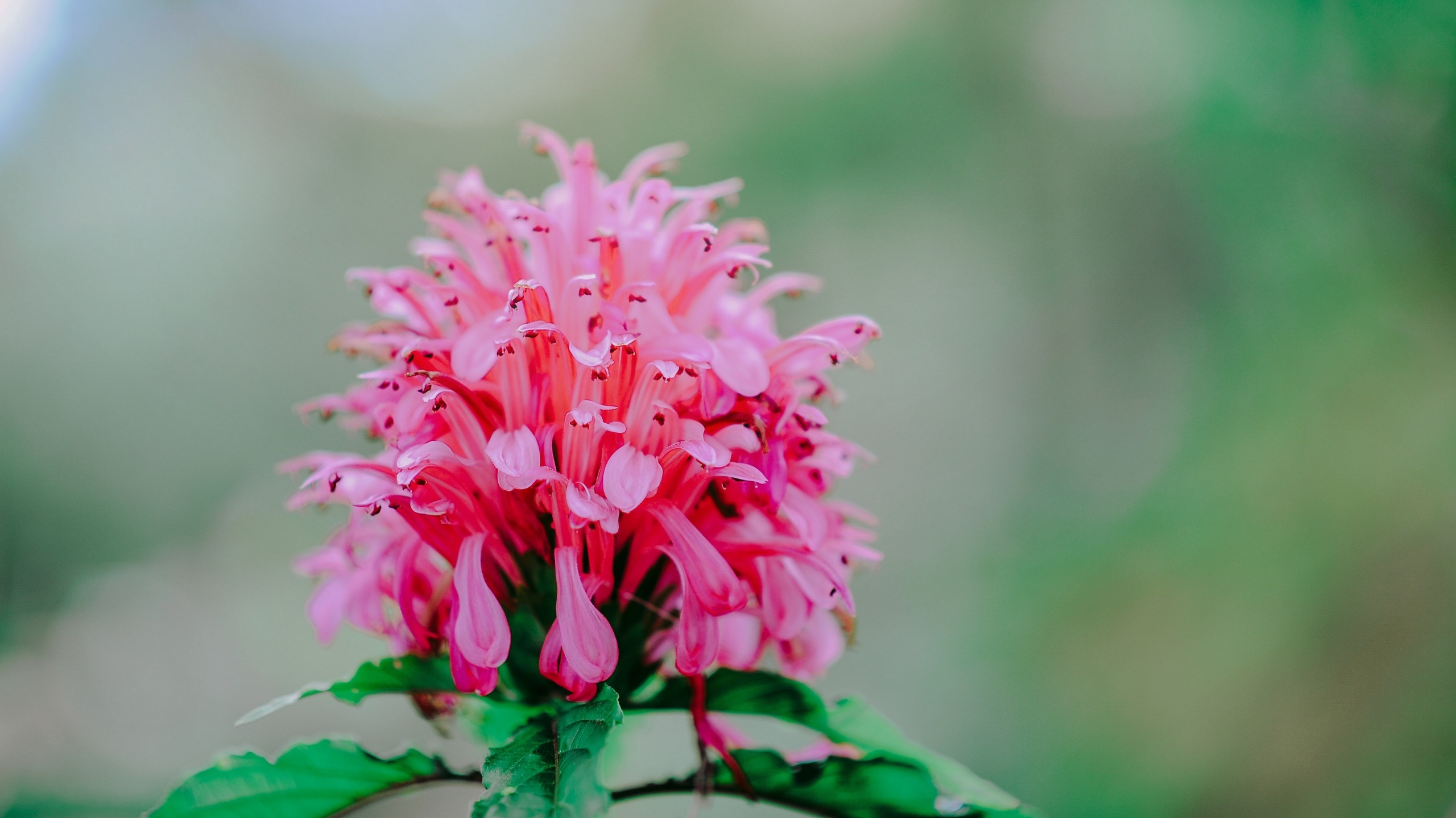 清新淡雅的花儿花卉桌面壁纸[图9]