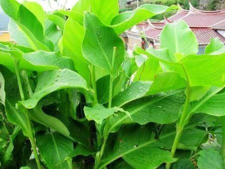 苍翠欲滴的意思