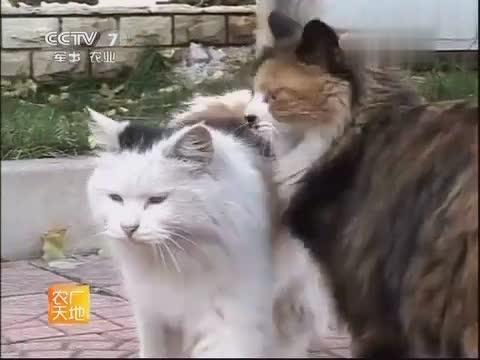 [图]猫的秘密世界