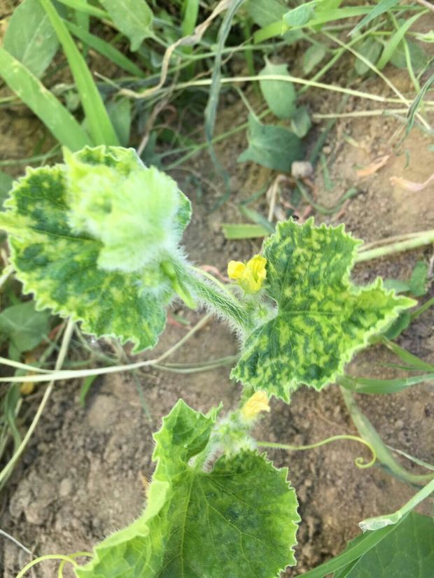 甜瓜病毒病,以什么途径传播?