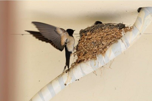 燕子衔泥筑巢的图片图片