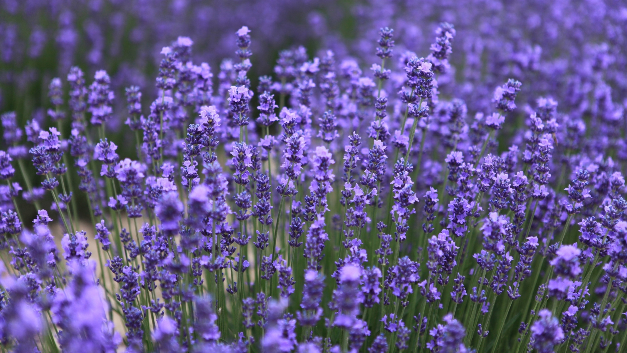 薰衣草花卉桌面壁纸[图6]