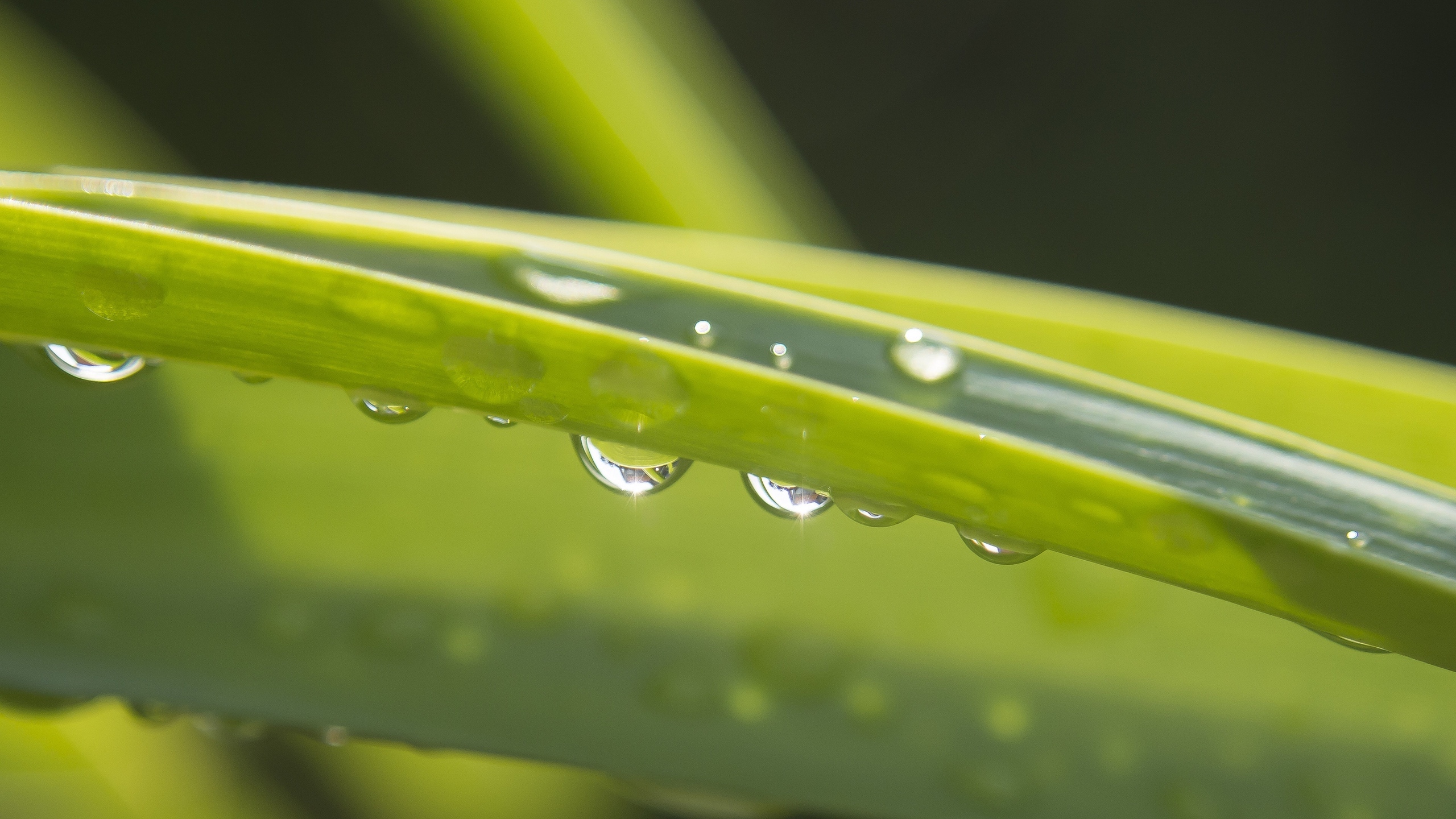 绿色小草上的水珠图片[图3]