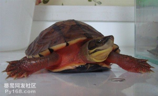 最值钱的金钱龟有多贵