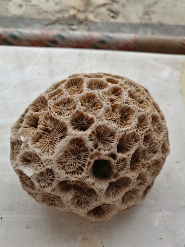 请问这蜂窝状的石头样的东西是啥?