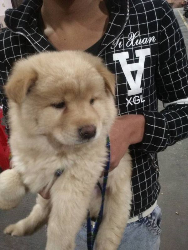 还是说这不是土狗.