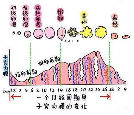 排卵期会有什么反应图片