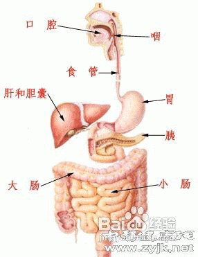 对消化道平滑肌的影响: 家兔口服紫草煎液能增强小肠内紧张性或使其
