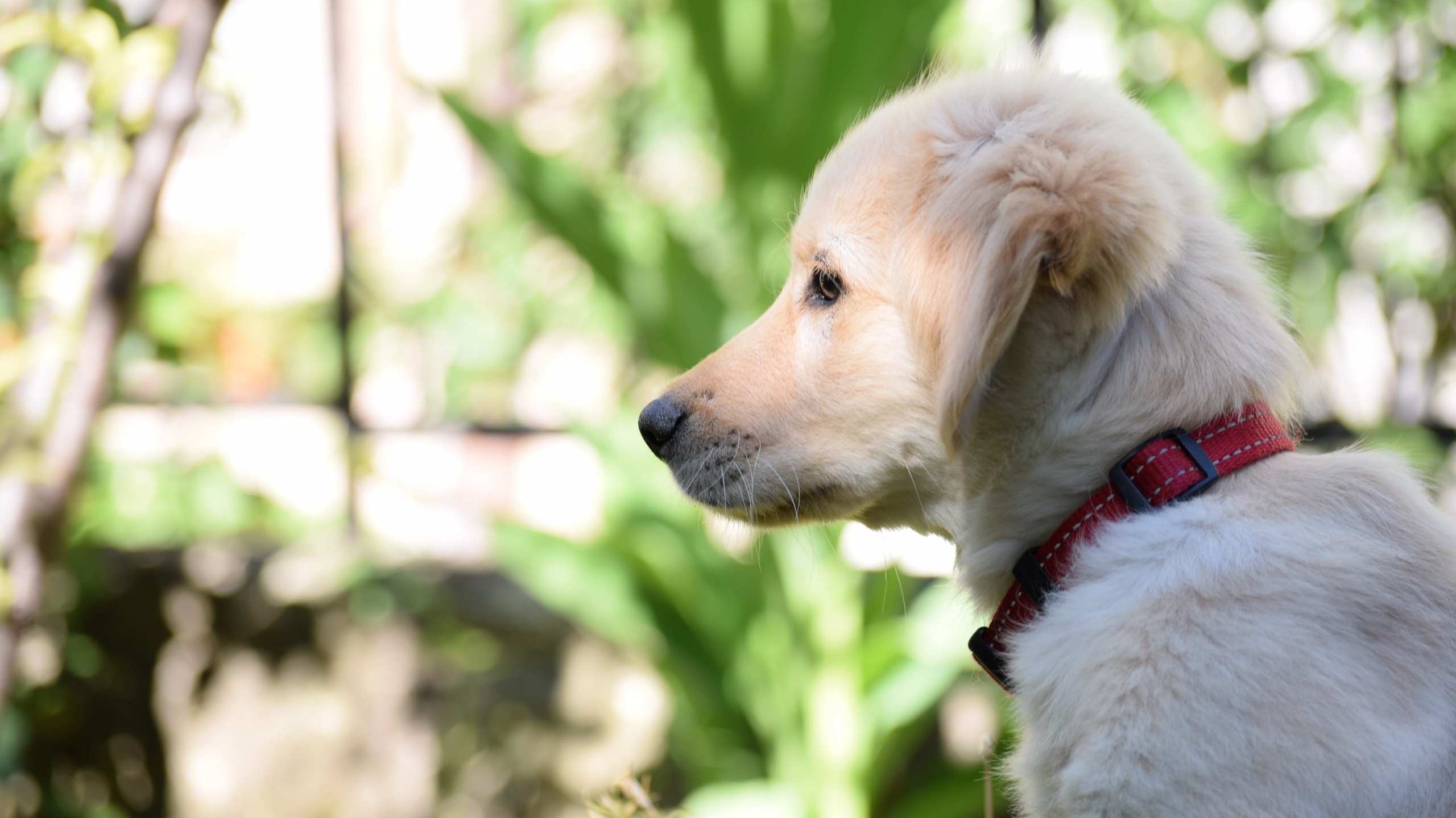 拉布拉多幼犬的图片[图8]