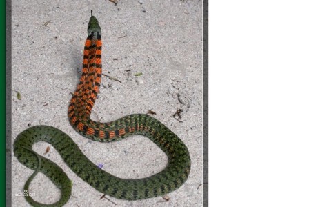 绿色的下身红色的上身头长2只冠子的蛇是什么蛇