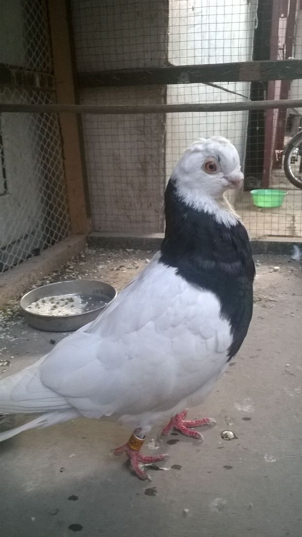 请问这是什么鸽子?