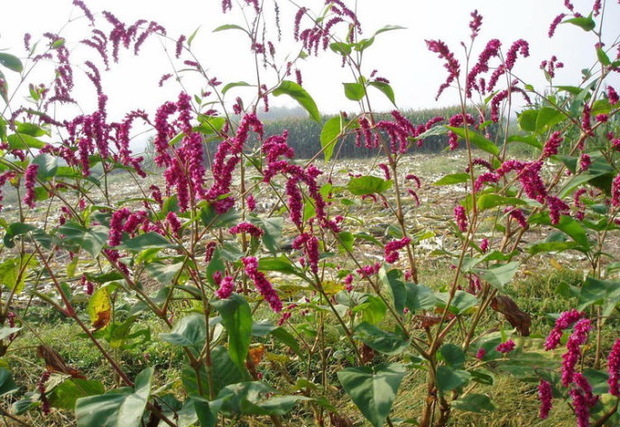 花穗是紫色的像高粱穗的花是什么花