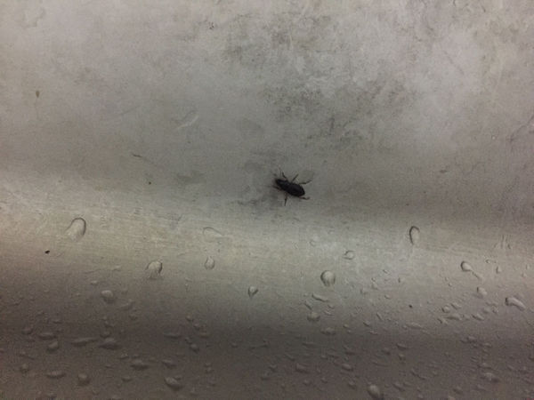 这是从厨房水槽路爬出的虫子,很像蟑螂但触角