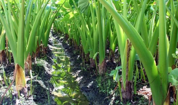 荔浦芋头种植时间和方法是什么?