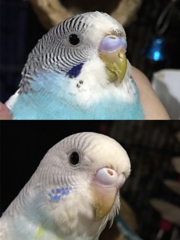 两只虎皮鹦鹉蓝皮是公的白皮是母的?