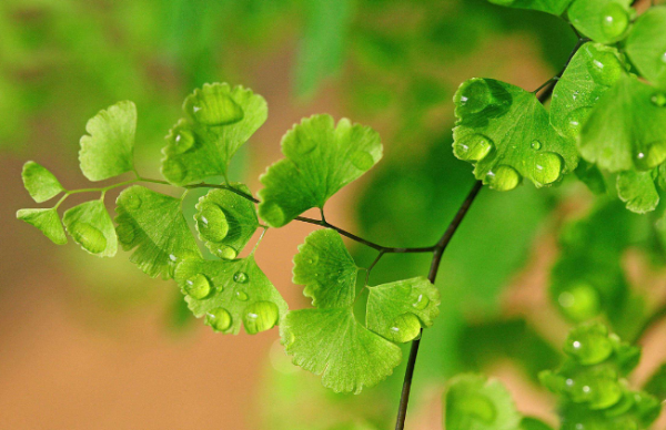 绿茶婊是什么意思