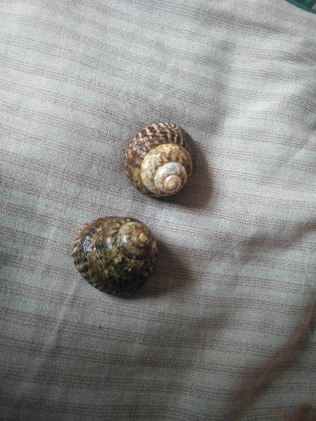 请问这个螺学名叫什么