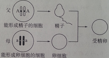 請將精子和卵細胞的染色體畫出來.