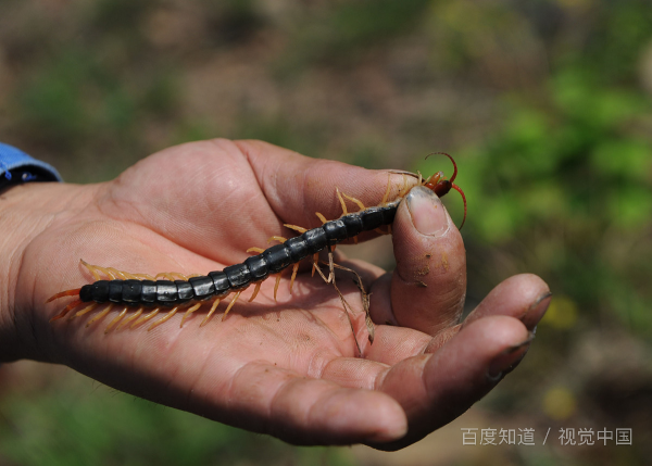 被蜈蚣咬了,該如何應急處理,並且減少痛苦呢?