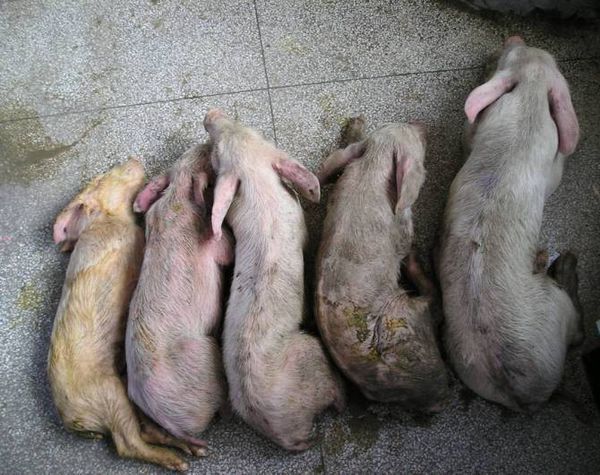 猪细小病毒病的临床症状