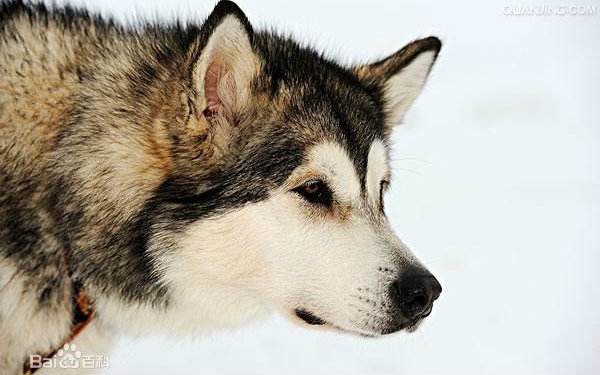 2015西敏寺犬展 阿拉斯加雪橇犬malamutes b.o.b争夺