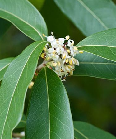 湖北通山的野桂花什么时候开花?花期多久?