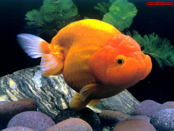我家的金鱼全身橙色是什么品种