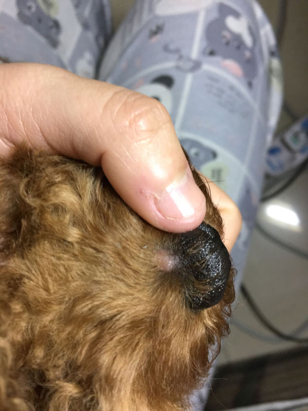 狗狗鼻子上长了个疮,已经结痂了.