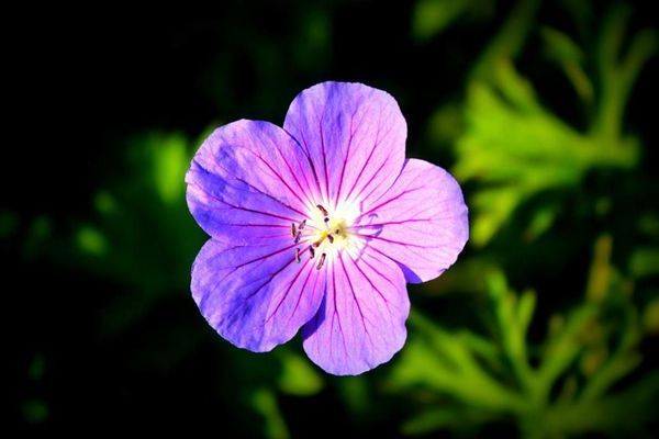 紫色的花,四五月份开,花期较长,五瓣,茎叶细长约10-20,大约是这个样子