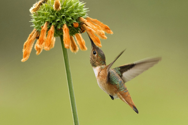蜂鸟为什么可以倒着飞?