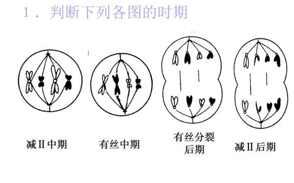 判断有丝跟减数分裂:减二分裂中期染色体不是打横排列的吗?