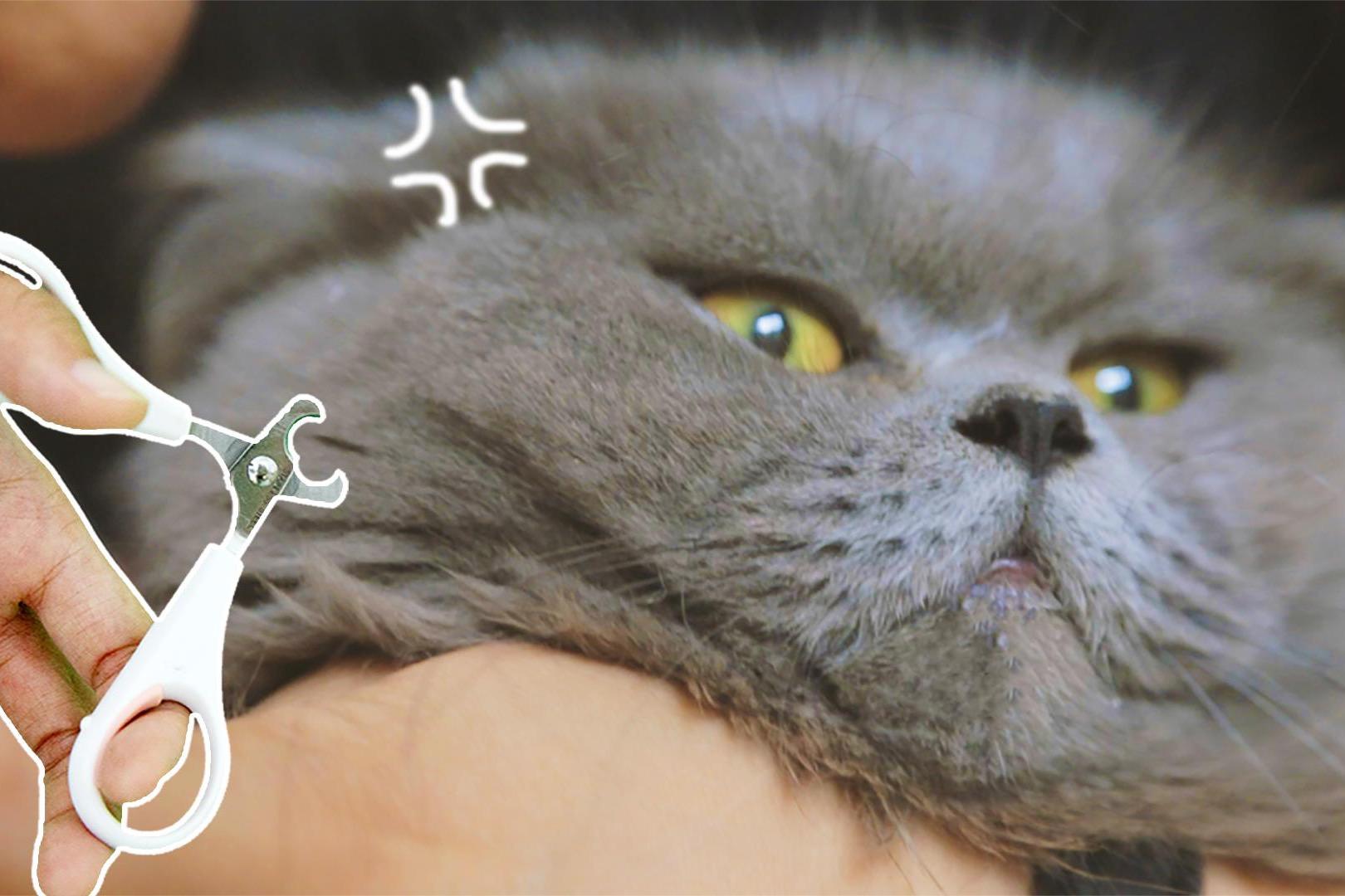 视频-猫咪第一次剪指甲,很害怕不敢看:铲屎的,你小心点!