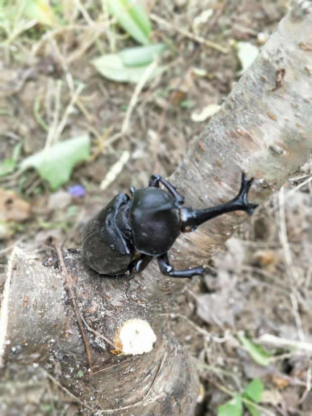 這是獨角仙嗎?