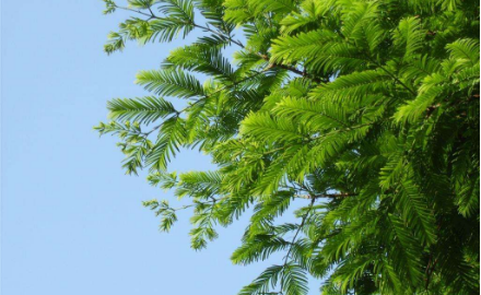 为什么银杏和水杉被称为活化石?