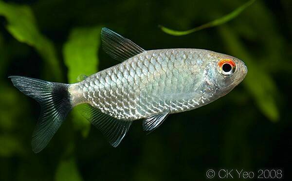 如图     ,    银屏灯     可以混养    学名